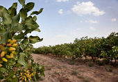 Pistachio orchard