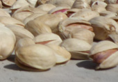 Pistachios drying in the sun (traditional way)