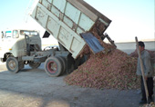 Delivery of freshly harvested pistachios