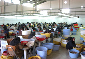 Sorting of closed shell pistachios