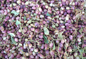Freshly harvested pistachios