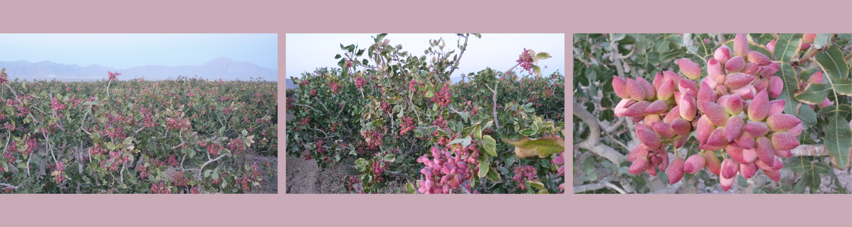 Pistazienanbau – Exxir