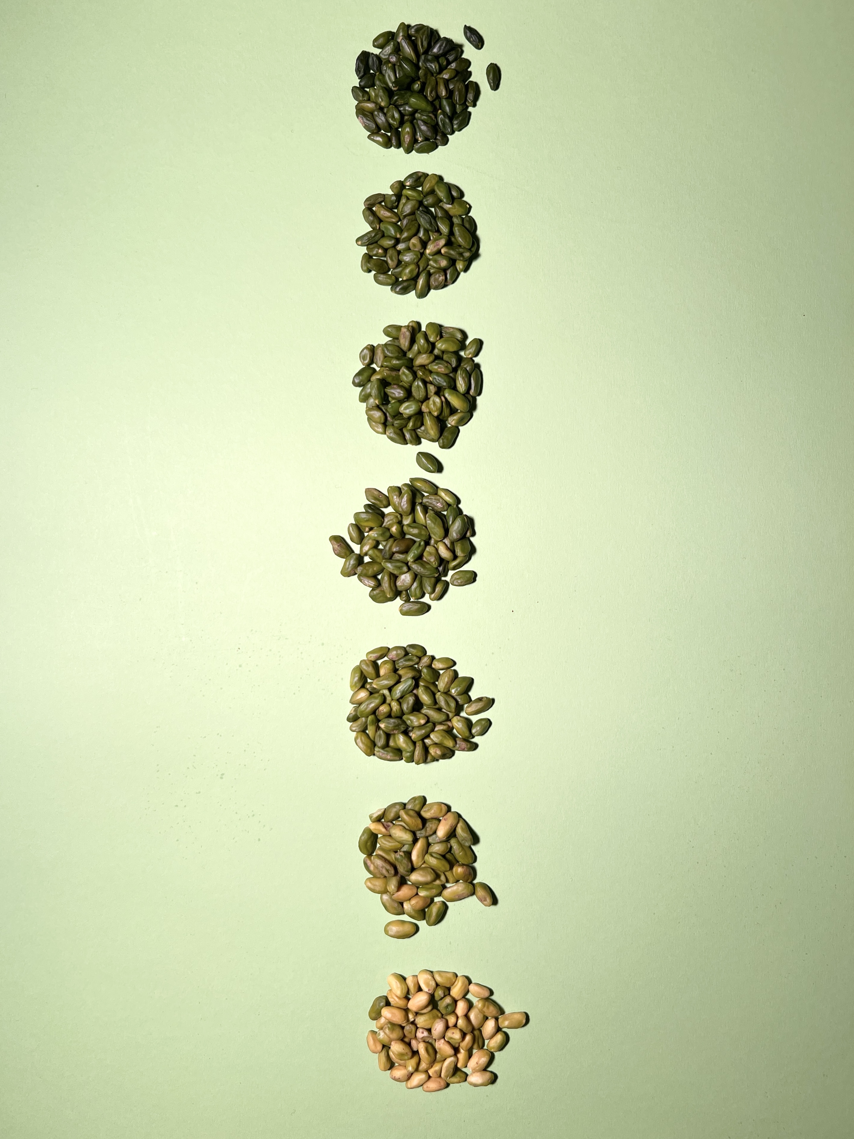 Übersicht blanchierte Pistazienkerne – Farbe AA – A – B – C – D – E